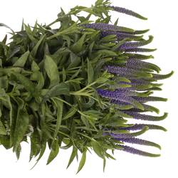 Veronica blau Bündel 40cm