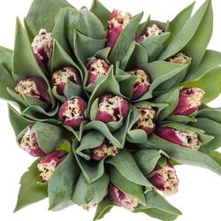 Tulpe lila/creme San Pablo 32 Gramm