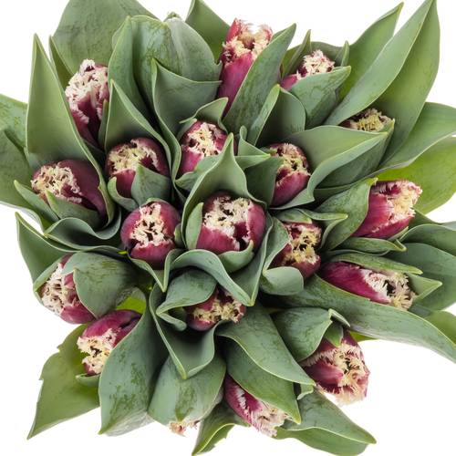 Tulpe lila/creme San Pablo 32 Gramm