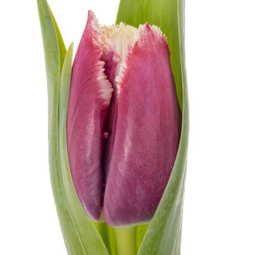 Tulpe lila/creme San Pablo 32 Gramm