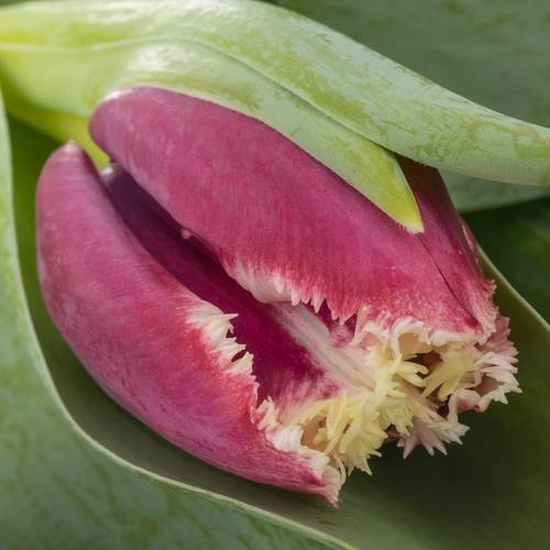 Tulpe lila/creme San Pablo 32 Gramm