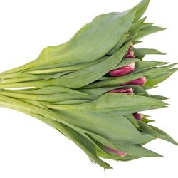 Tulpe lila/creme San Pablo 32 Gramm