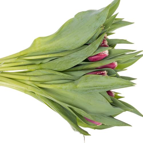 Tulpe lila/creme San Pablo 32 Gramm