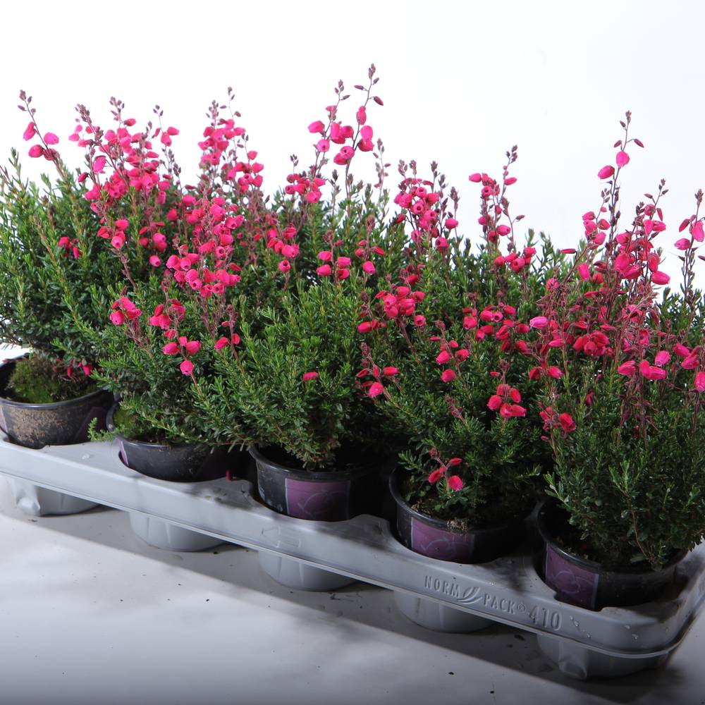 Daboecia Ca rot T11 H30