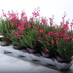 Daboecia Ca rot T11 H30