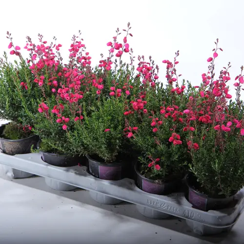 Daboecia Ca rot T11 H30