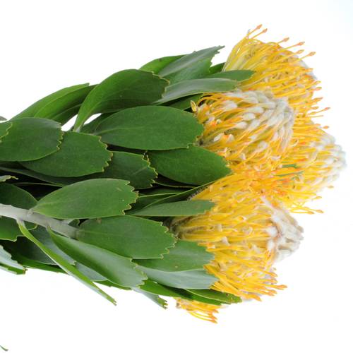 Nutans gelb Super Gold 35cm