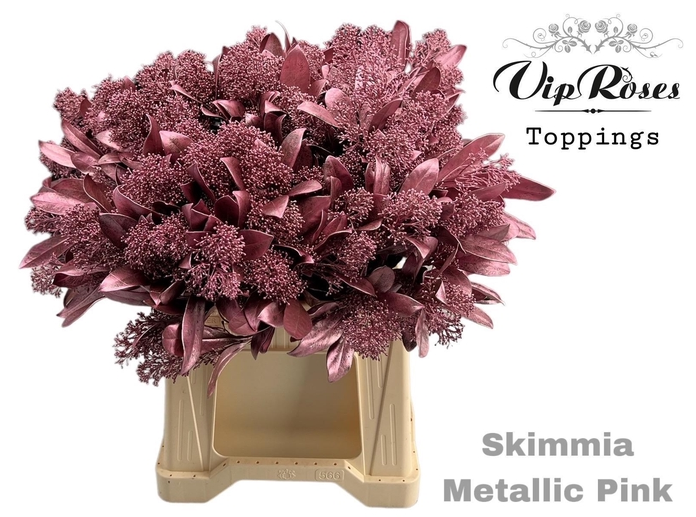 Skimmia rosa metallic vip gefärb