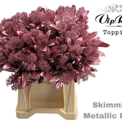 Skimmia rosa metallic vip gefärb