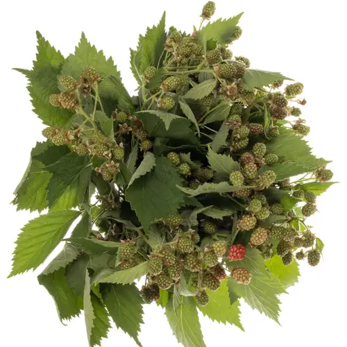 Brombeere rot/hell grün Chester 50cm