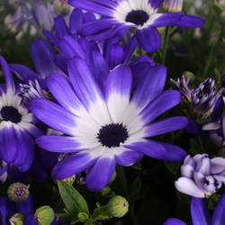 Senetti blau Bicolor T17 H040