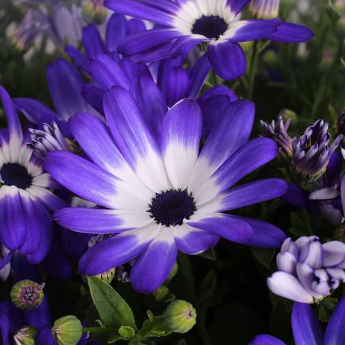 Senetti blau Bicolor T17 H040