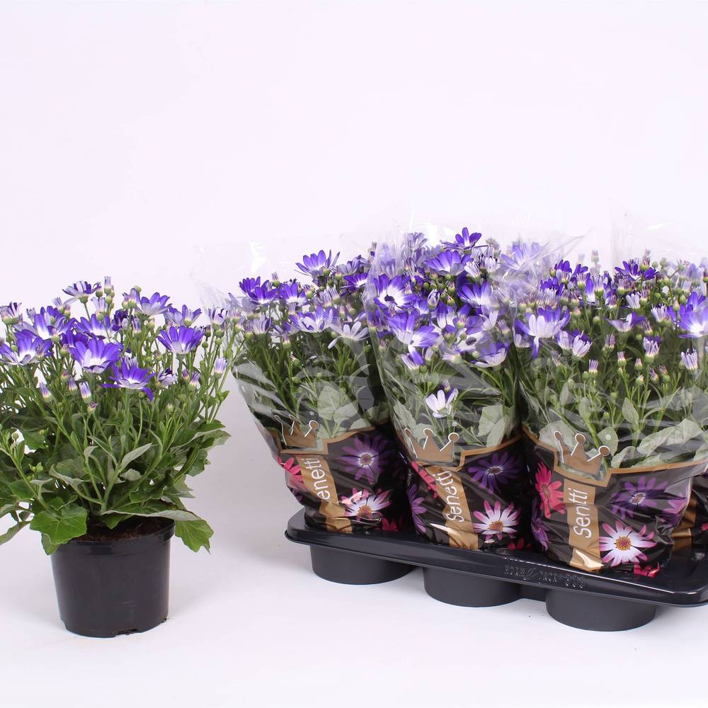 Senetti blau Bicolor T17 H040