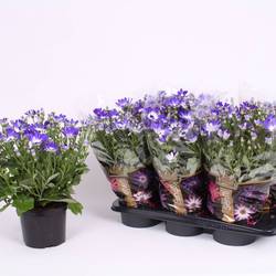 Senetti blau Bicolor T17 H040