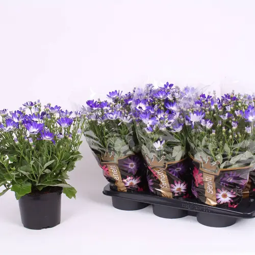 Senetti blau Bicolor T17 H040