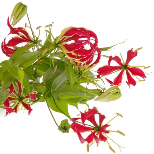 Gloriosa Rt/grun80cm