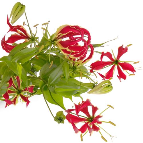 Gloriosa Rt/grun80cm
