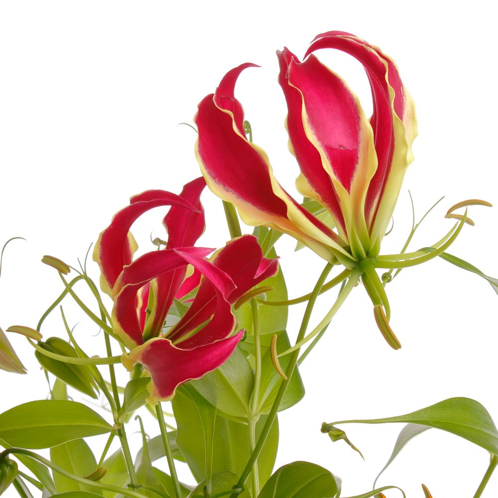 Gloriosa Rt/grun80cm