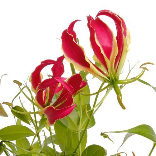 Gloriosa Rt/grun80cm