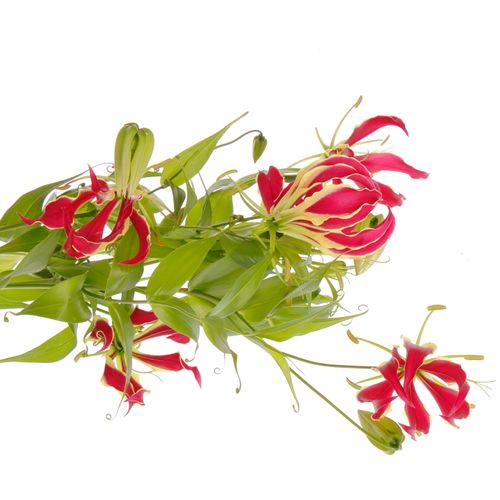 Gloriosa Rt/grun80cm