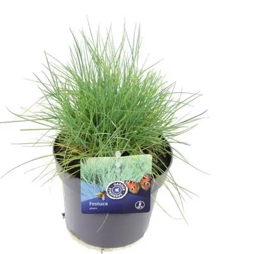 Festuca glauca blau T13 H025