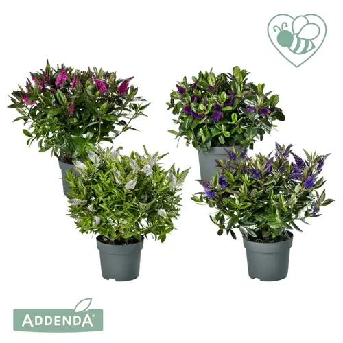 Hebe mix Addenda T15 H030