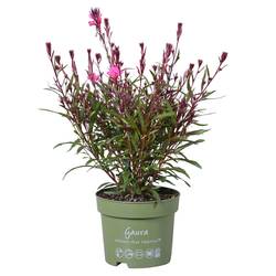 Gaura lindheimeri hell rosa T17 H035