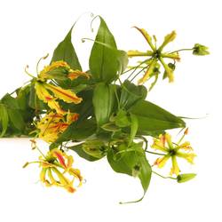 Gloriosa gelb   70cm