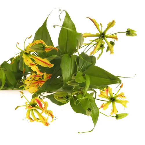 Gloriosa gelb   70cm