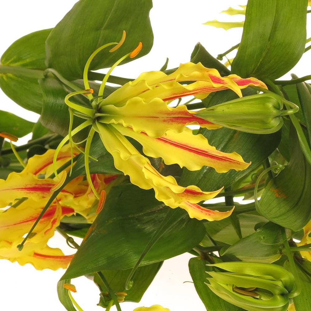 Gloriosa gelb   70cm