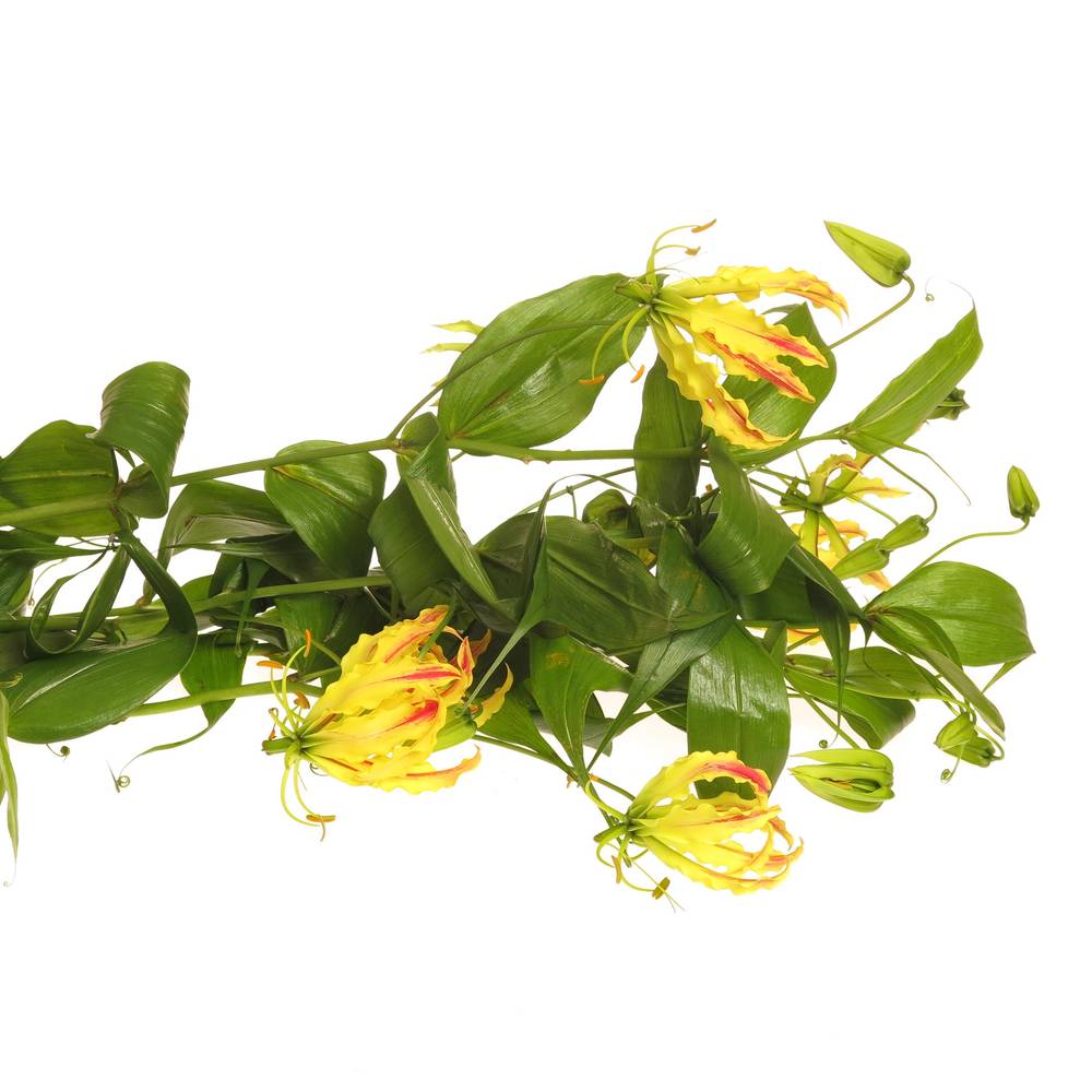 Gloriosa gelb   70cm