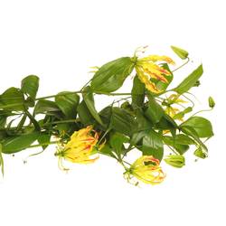 Gloriosa gelb   70cm
