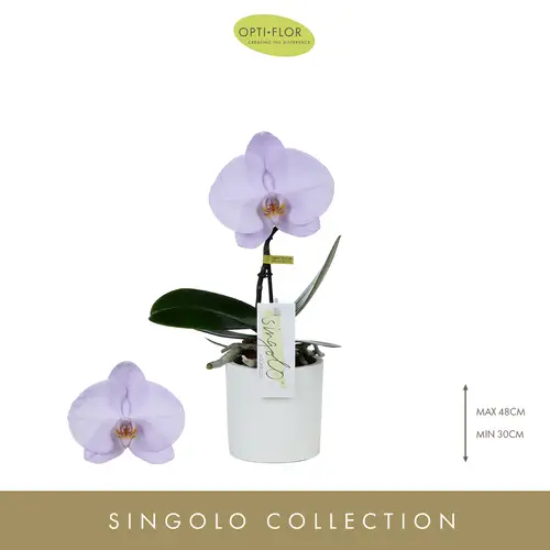 Phal.1-R Singolo lila Gefarbt T9 H40