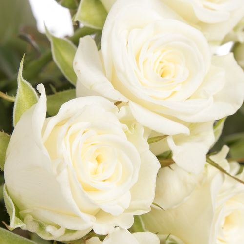 Rose verzweigt weiss Wedding Party 5+Blüte 60cm