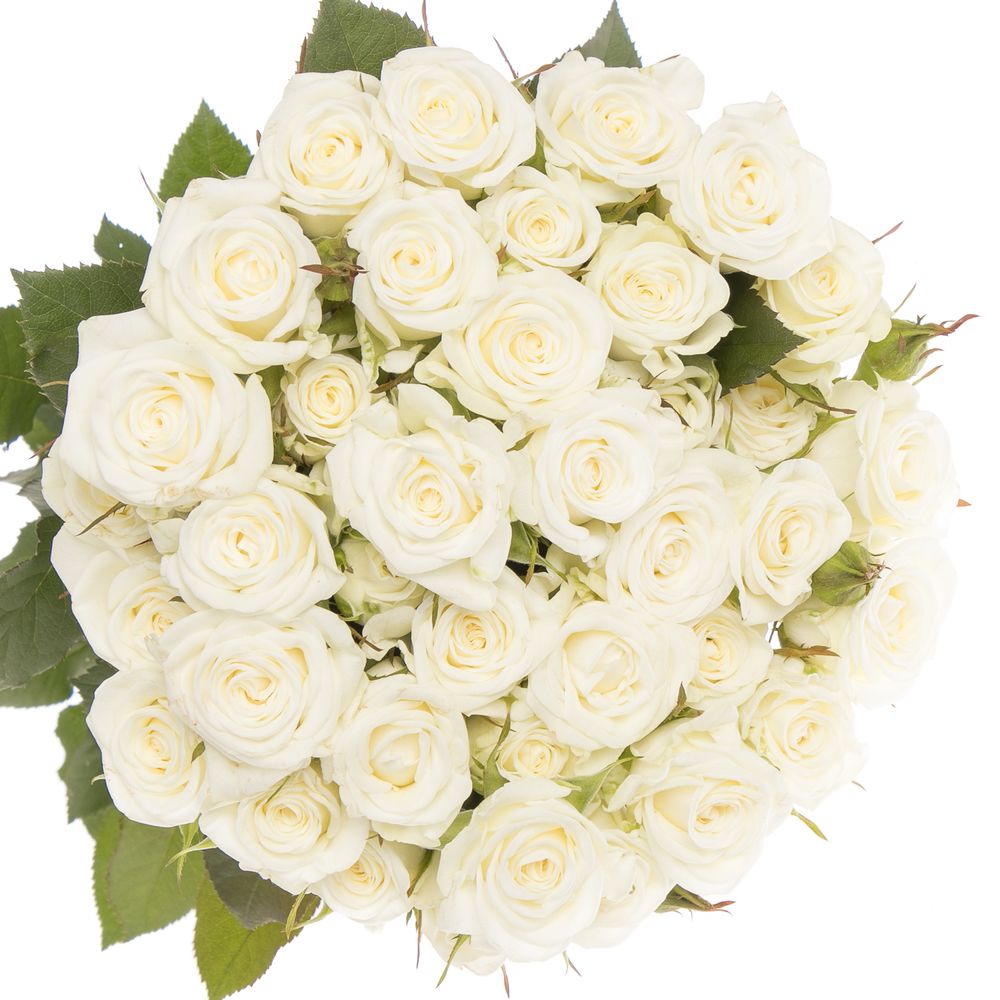 Rose verzweigt weiss Wedding Party 5+Blüte 60cm