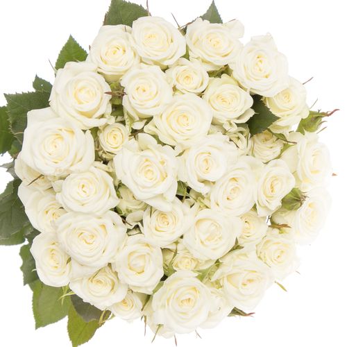 Rose verzweigt weiss Wedding Party 5+Blüte 60cm