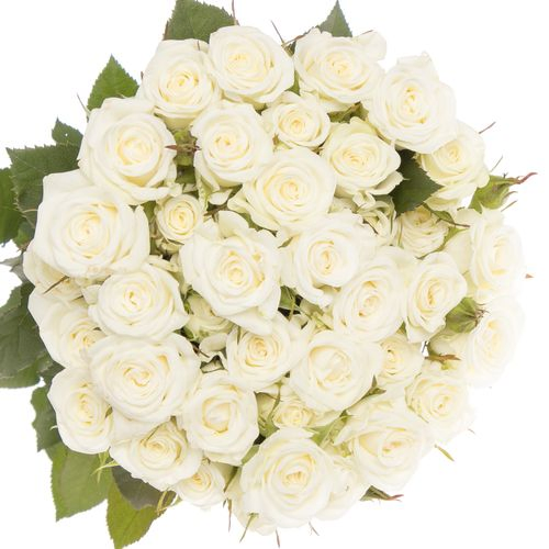 Rose verzweigt weiss Wedding Party 5+Blüte 60cm