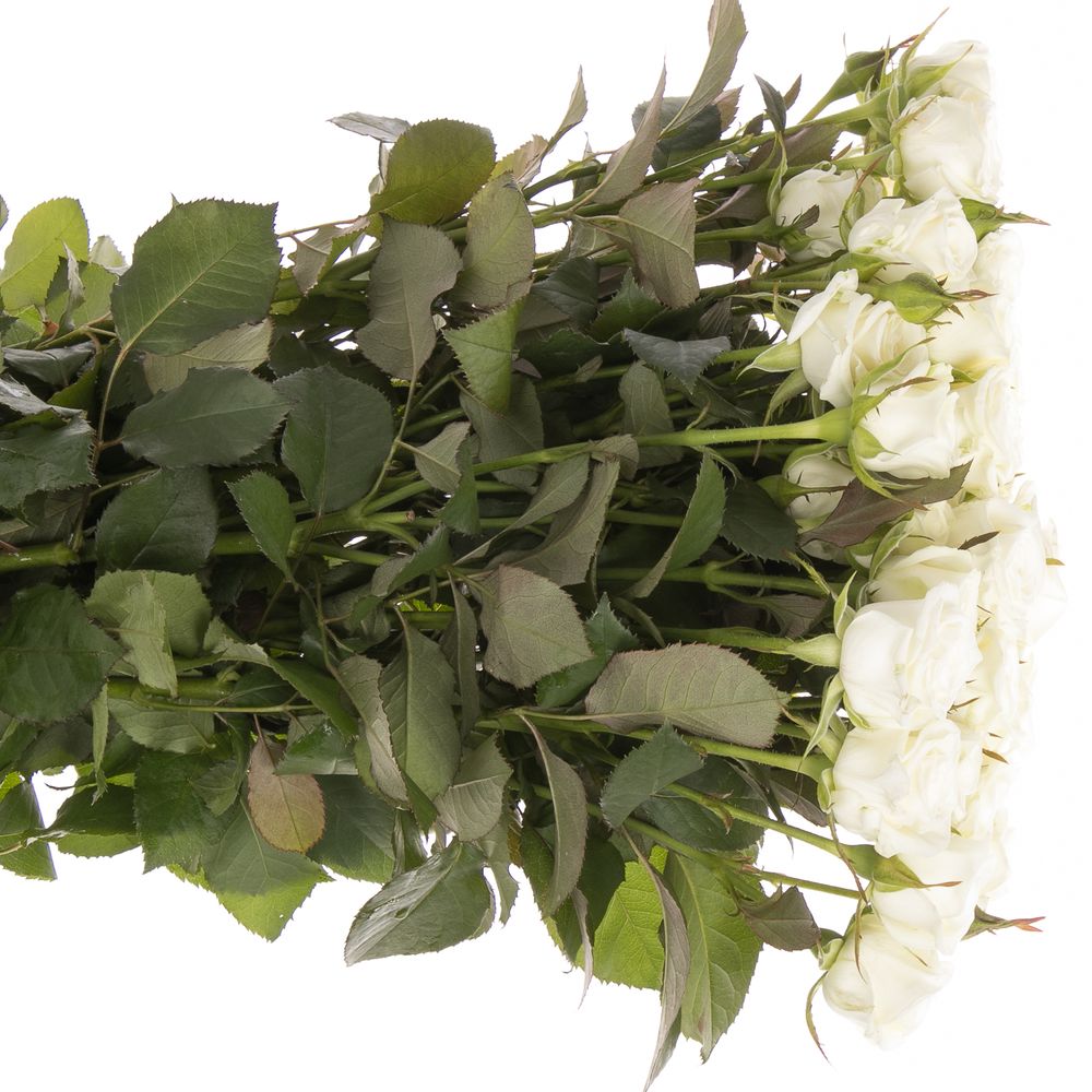 Rose verzweigt weiss Wedding Party 5+Blüte 60cm