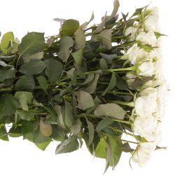 Rose verzweigt weiss Wedding Party 5+Blüte 60cm