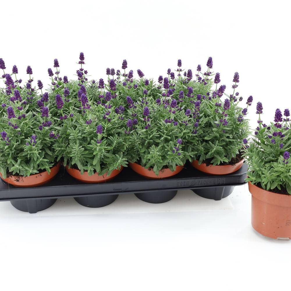 Lavendel Ang. Hidcote compact T13 H025