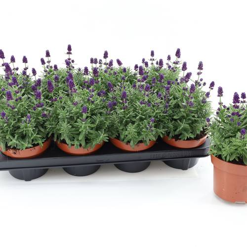 Lavendel Ang. Hidcote compact T13 H025