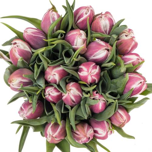 Tulpe lila/weiss Valeska 44 gramm