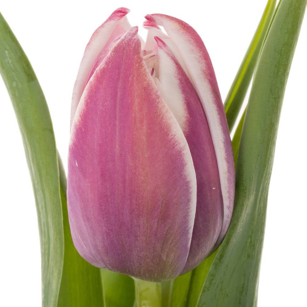 Tulpe lila/weiss Valeska 44 gramm