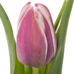 Tulpe lila/weiss Valeska 44 gramm