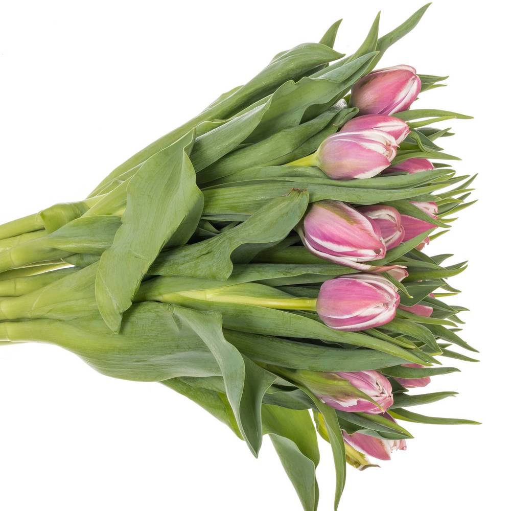 Tulpe lila/weiss Valeska 44 gramm