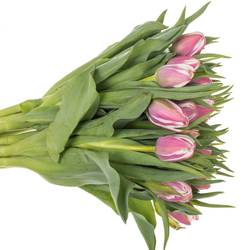 Tulpe lila/weiss Valeska 44 gramm