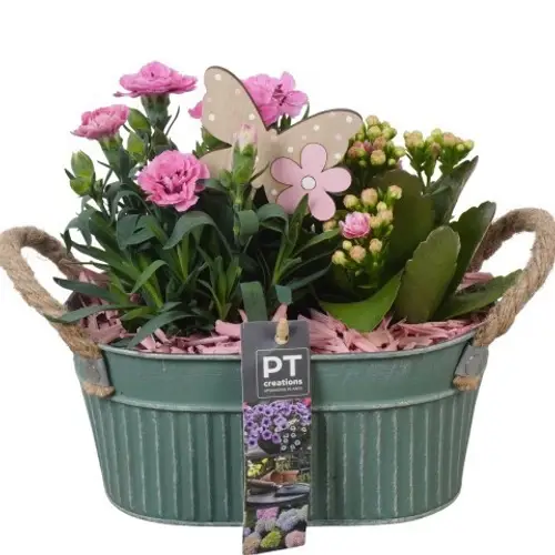 Garten.Arr PTPP6886 T20 H020