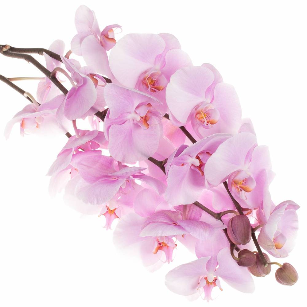 Phalaenopsis rosa Tikal 45 Blüte 3 Stiele 80cm 