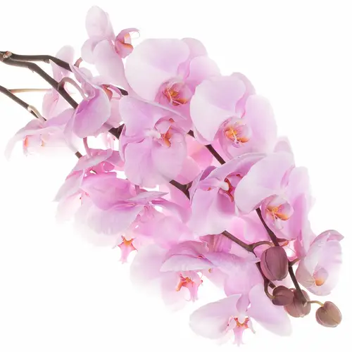 Phalaenopsis rosa Tikal 45 Blüte 3 Stiele 80cm 