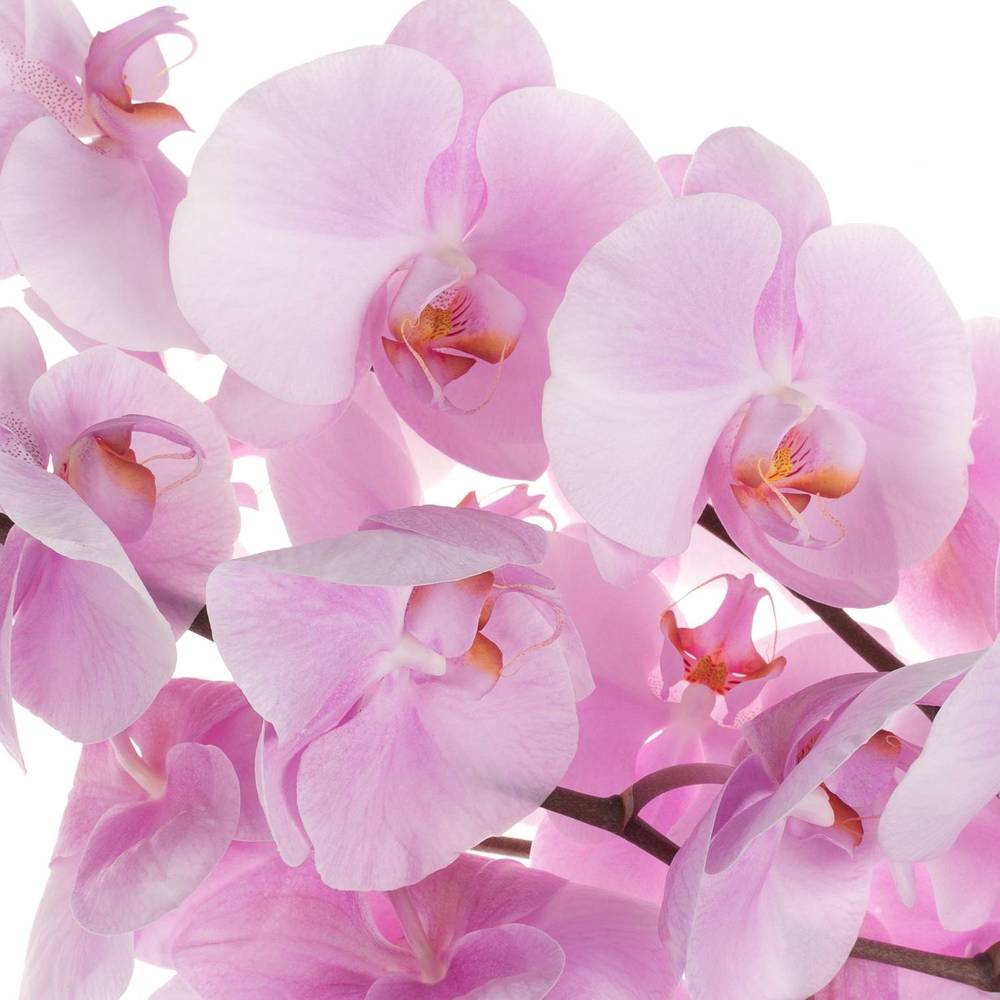 Phalaenopsis rosa Tikal 45 Blüte 3 Stiele 80cm 